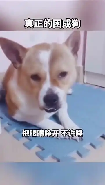 困成狗的汪星人
