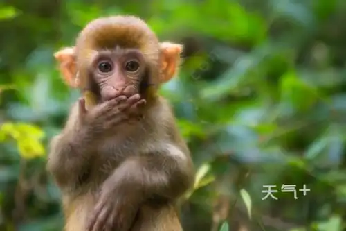 简笔画小猴最简单画法简笔猴子的画法
