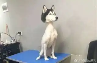 剃毛二哈引热议夏天该不该给狗狗剃毛呢
