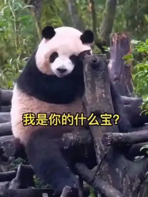 天天叫我宝贝我不要做宝贝我要做大熊猫在你的生命里生的伟大躺的光荣熊猫猫可爱萌沙雕搞笑
