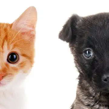 点击来源直接获取大图文件白色背景上孤立的可爱猫和狗的脸摄影搞笑猫猫高清大图
