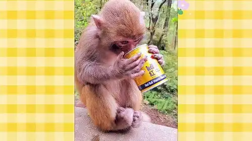 山东方言搞笑配音动物园里的猴子
