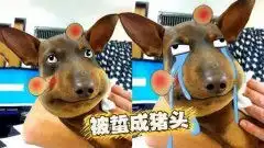 悲催狗子被蜜蜂蜇成猪头主人忍不住笑了
