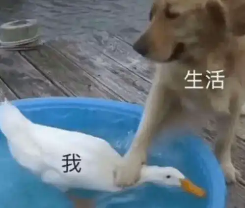 嘻嘻,我作品集去年就做完了
