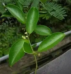 这个植物很厉害,每天吃它就能减肥
