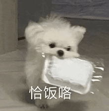 表情包动态表情包大全,那边啊,是不是傻
