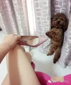 搞笑图片妹子以后拍照要注意背景啦
