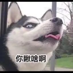 戈赞告诉你狗狗的五大常识
