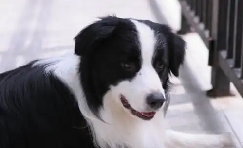 边境牧羊犬突然性格变得暴躁爱搞破坏究竟怎么回事
