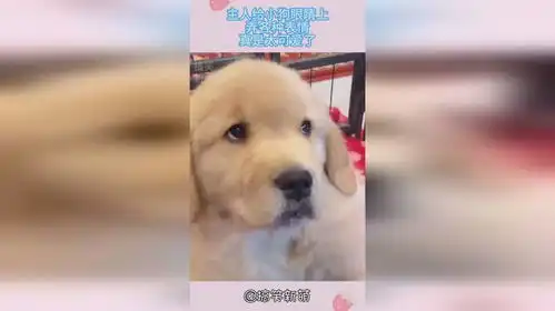 主人给小狗眼睛上,弄各种表情,真是太可爱了