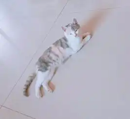英短三花六个月母猫