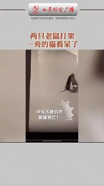 猫和老鼠猫和老鼠搞笑沙雕
