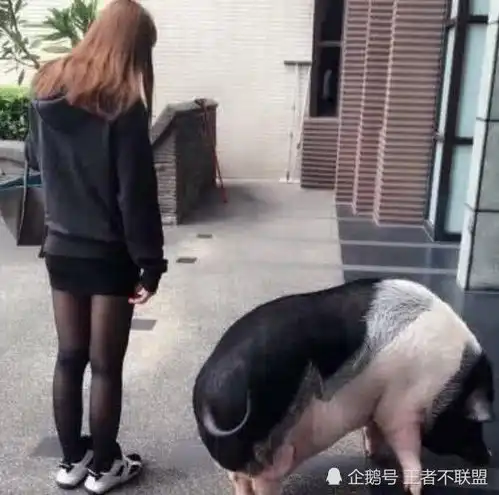 搞笑gif城里人的世界永远搞不懂,这样的黑白猪我就有几百只
