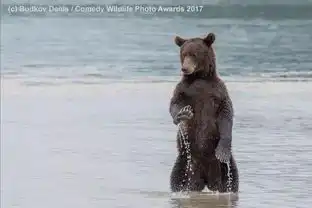 看一次笑一次,2017年世界上最好笑的动物照片来啦
