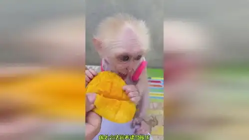 可爱的小猴子吃芒果搞笑猴子
