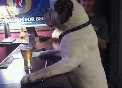 搞笑图片搞笑段子,,二汪,走,咱们一起去酒吧喝一杯