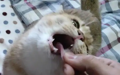 表情一只猫如果性格超好那么它的日常会是什么样的魔鬼笑哔哩哔哩干杯bilibili表情
