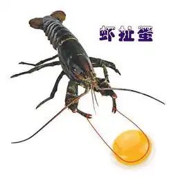 中国龙虾文化不仅虾肉做的好吃,还把虾壳做成了龙虾灯