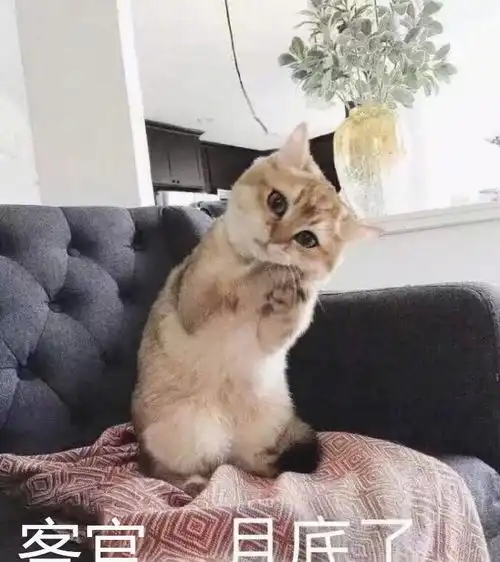 这可能是天底下最适合猫奴们的工作了全职撸猫
