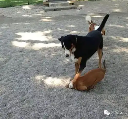 盘点狗狗总是可以一击戳中你笑点的爆笑狗事件
