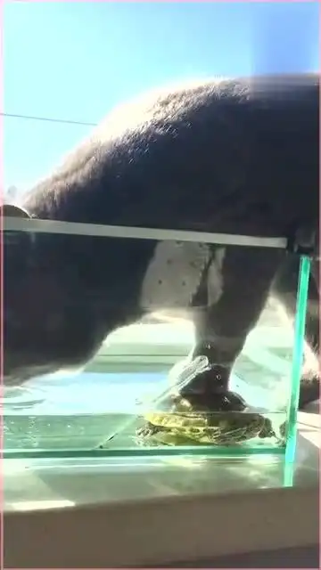猫咪脚踩乌龟在鱼缸里喝水,这画面真是太有趣了
