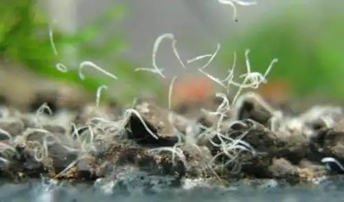 4个最令人害怕的草缸生物,每一种看到都好可怕
