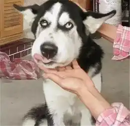 爆笑萌宠用耳朵卖萌的狗狗

