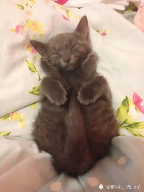 小猫咪睡觉都笑得这么开心,怕是在梦里梦见小鱼干了