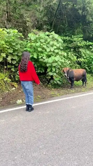 难道这就是所谓的对牛弹琴吗
