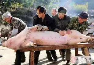 杀年猪吃刨锅汤...太阳城我们的节日,浓浓乡情味,千人刨锅汤即将来袭
