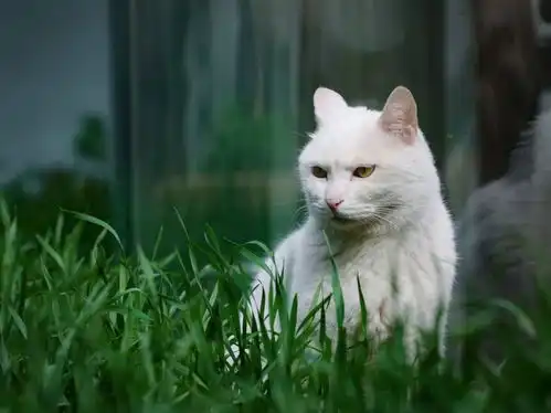 上班摸鱼的快乐,小猫咪懂吗
