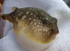 海钓毒物大曝光,钓上来你可要小心了
