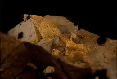 大家来找茬盘点奇异的动物界隐身大师1科技频道光明网
