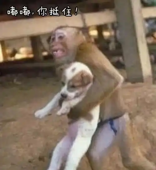养宠物前vs养宠物后,看哭一大片铲屎官哈哈哈哈
