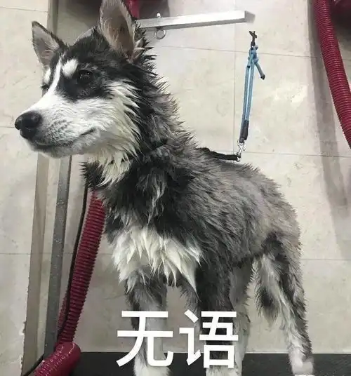 哈士奇最新二哈头像表情包六月,请对我好一点
