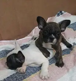 西安本地犬舍出售法国斗牛犬幼犬包健康包纯种签协议送用品

