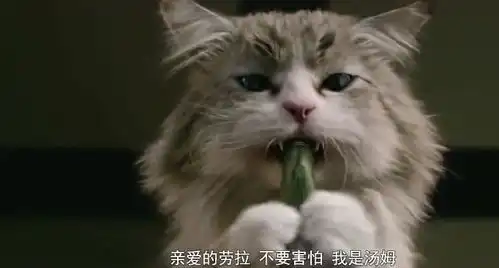 丈夫的灵魂被困在猫的身体里,想要写字求救,结果太搞笑了
