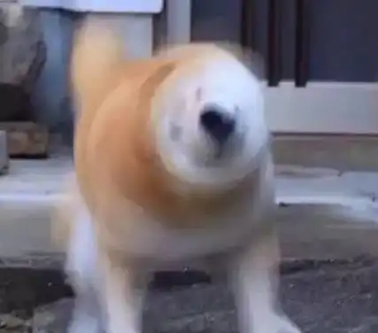 柴犬的钻头功可是相当厉害的
