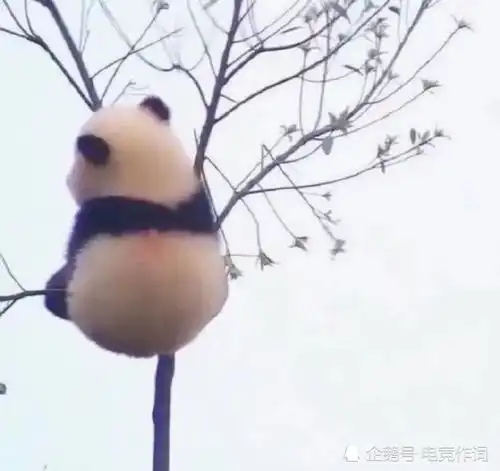 可爱小熊猫纯图片,可拿去配文字
