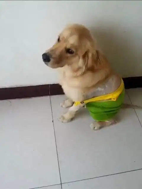看看我家大金毛
