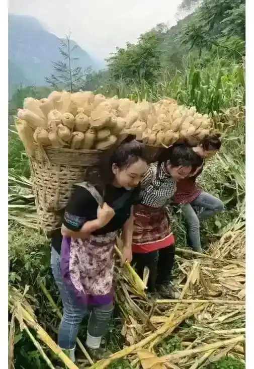 45张搞笑趣图,花了100块钱买的一只鸡,老板说是走地鸡,香的很
