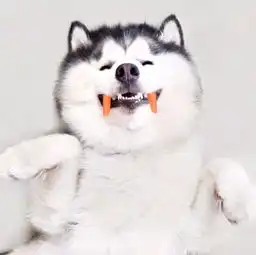 我有二哈欢乐多一只哈士奇的卖萌生活
