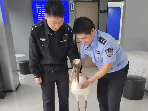 警察同志,有只丹顶鹤在马路上溜达

