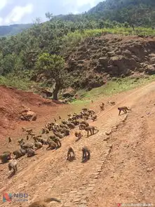 13年前引猴入村搞旅游如今600只猴占山为王
