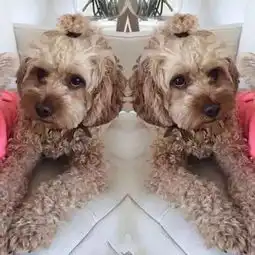 如果狗狗扎上辫子,你还爱它吗
