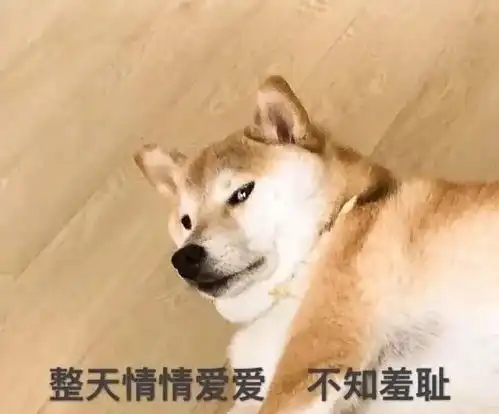 no.4各种猫猫狗狗小动物小可爱