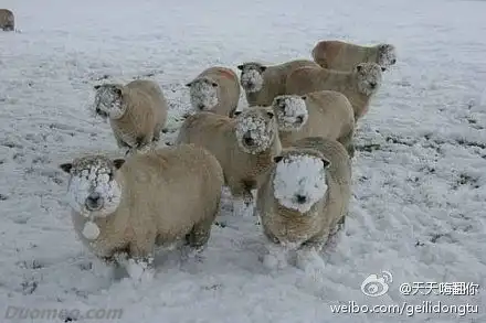 小驴的相册吃羊的人,你敢直视它的眼睛吗
