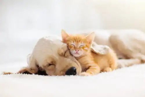 点击来源直接获取大图文件猫和狗在睡觉小狗和小猫在睡觉摄影搞笑狗狗高清大图
