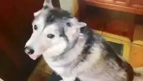 猫咪是什么扼住了我的咽喉
