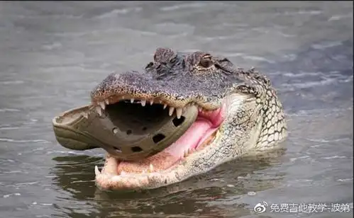 鳄鱼错把拖鞋当猎物表情呆萌搜狐搞笑搜狐网